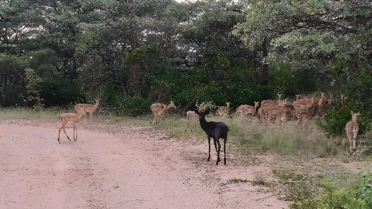 Thaba Monaté Game Lodge Image